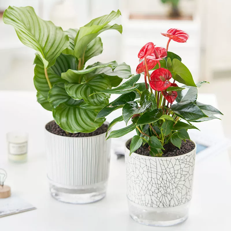 Утолщенный ленивый автоматический водопоглощающий цветочный горшок, простая двухслойная зеленая корзина для суккулентов в горшке, комнатный гидропонный цветочный горшок