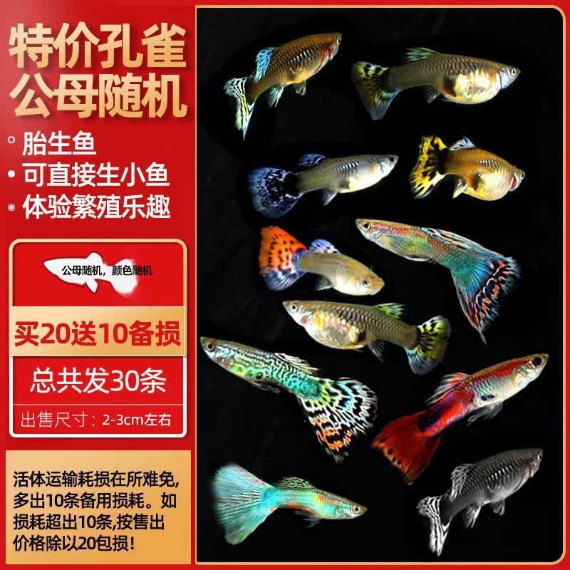 孔雀鱼热带鱼小型活体观赏鱼凤尾鱼冷水好养耐活耐养金鱼斑马活鱼|undefined