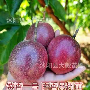 Golden Passion Fruit Seedlings, Potted Plants for All Seasons in the South and North, Balcony Courtyard Climbing Vines, Extra Large Fruit Trees That Bear Fruit in the Same Year