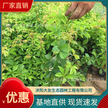 ��ɽ���������l �Ԯa���N  Ʒ�N�Rȫ���^�쾰���̾G����