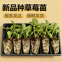 草莓苗种红颜奶油草莓苗秧草莓盆栽原盆原土南北方四季草莓种籽子