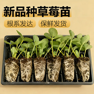 ��ݮ��N�t����Ͳ�ݮ������ݮ����ԭ��ԭ���ϱ����ļ���ݮ�N����