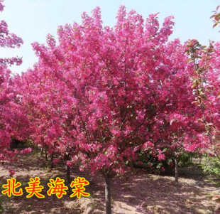 һ�����l���Ę���ͥԺ���ԸߗU�������Ĵ��z���Ļ��ͺ�ֲ�ﻨ����