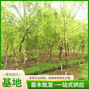 ���lֱ������С���������֦�l�������������������S������z����