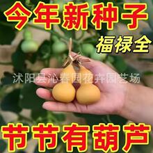 葫芦种子 农田菜园文玩小葫芦种子 园艺爬藤类园艺小葫芦种子