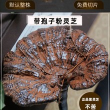 广西灌阳县野生灵芝原材料煮茶泡酒煲汤自然生长整枝灵芝紫芝批发