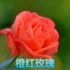 Rose seeds four seasons of indoor potted flowers seeds, all kinds of easy -to -grow live outdoor flowers green plant flower seeds