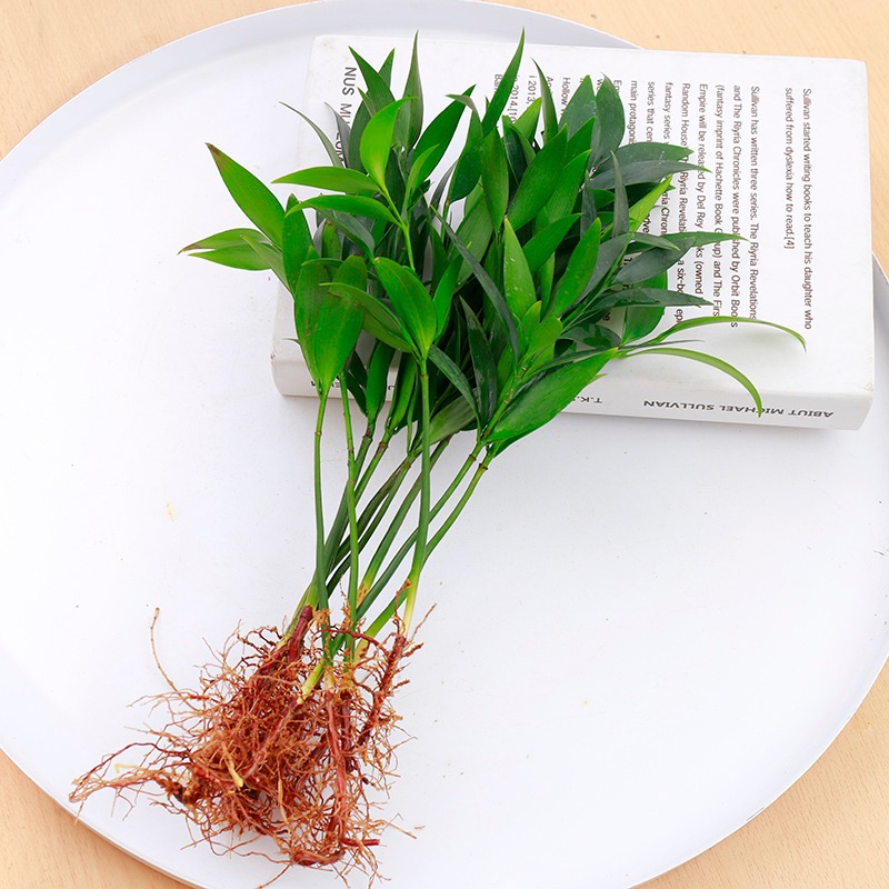 대형 모기퇴치대나무, 편백나무 10개 + 영양액