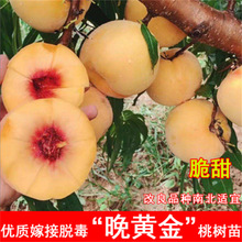 SˮҘ޽SҘm䮔YϱNֲҘ