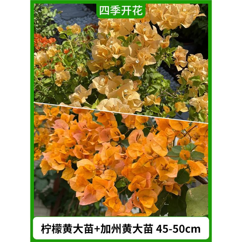 레몬 노란색 모종 45-50cm + 캘리포니아 노란색 모종 45-50cm;