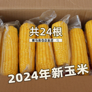 {��24��}  2025���^��|���S�������rŴ��������ճŴ���D�������