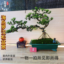 T_h辰҃ͥԺGֲBͻڸߙnutѿ