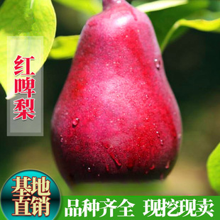 ����޽��� �tơ����翼��˹�t��ܛ�����Ϸ�����Ʒ�N�Nֲ������