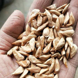 雪松树种子罗汉白皮马尾松五针黑松印度大阪金钱松华山松树籽种子