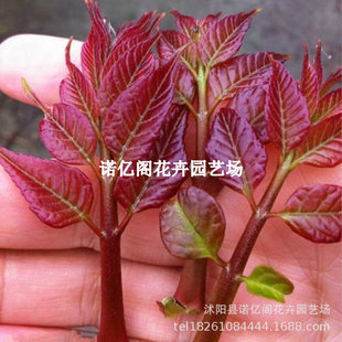 Toona Tree, Authentic Spring Bud Saplings, Edible Potted Ground Planting, North and South Dwarfed Fresh Red Oil Four-Season Toona Seedlings