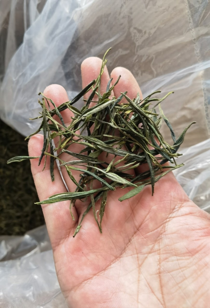Lu An Gua Pian Green Tea 2026 Spring Pre-Rain Harvest Anhui Origin 250g Loose Leaf in use