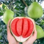 北方南方嫁接种植果苗
