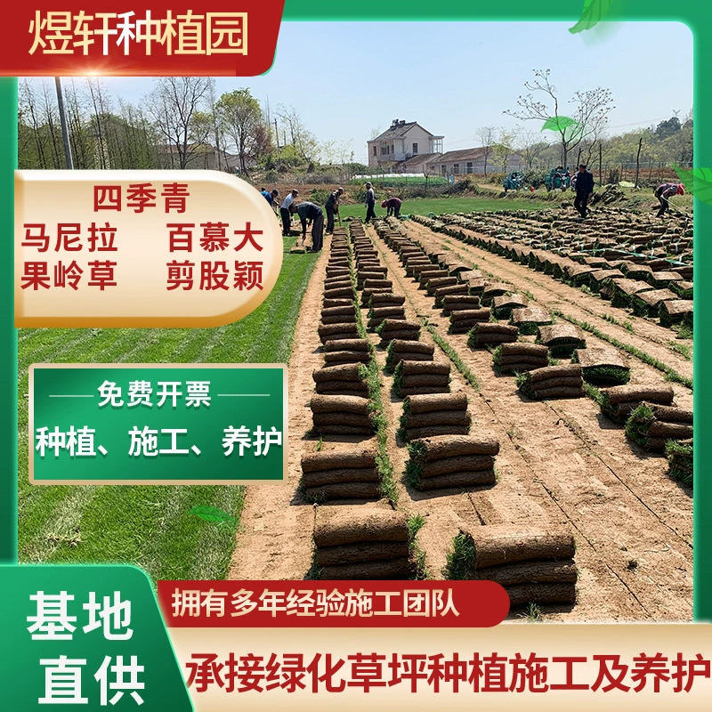 Газон Настоящая Трава Тайвань Трава Сад Вилла Двор Сад Пандус Озеленение Газон с почвой Устойчив к Протектора Газон