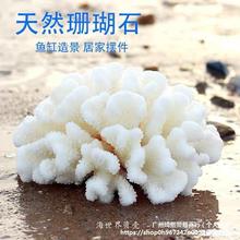 天然白珊瑚菜花鹿角海螺贝壳拍照背景家居装饰鱼缸水族水晶消磁