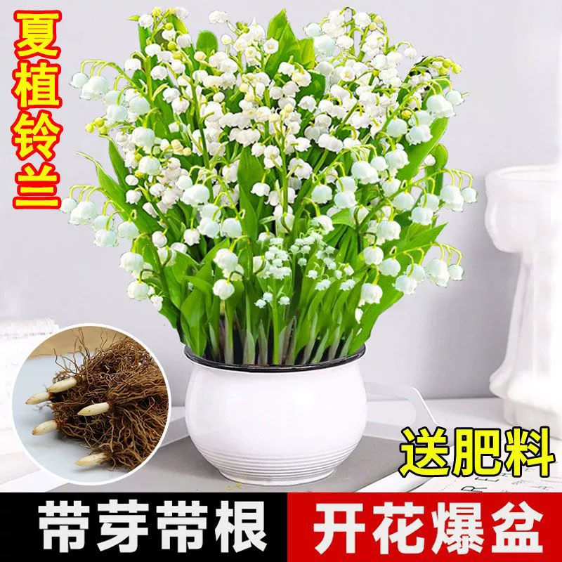 Ландыш рассада Горшечное Морозостойкое растение с почкой импортный семенной шарик Four Seasons открытый крытый и открытый хорошее выращивание цветов зеленое растение Линг