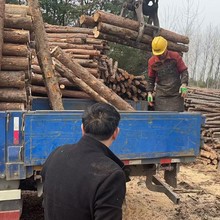 ���������ɴ�ľ��ľ�������Rβ�ɈAľ��6�� �o������ľ��ľ�^