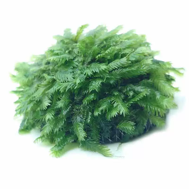 Мох Феникс для аквариумного ландшафта, красивые водные растения из мха Феникс, живые растения оптом, настоящая трава Феникс.