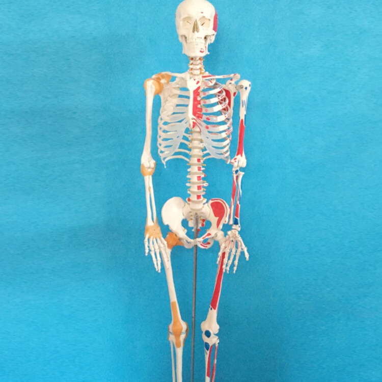 Human Skeleton Model 45 85 170cm Medical Art Yoga Teaching White Skeleton Whole Spine Skeleton