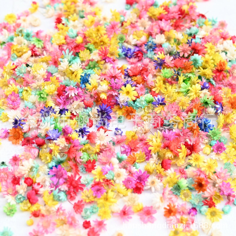 Mini Brazilian Star Flower Heads Without Stems DIY Dried Flower Daisy Crystal Resin Decoration Filler Dried Flower Heads