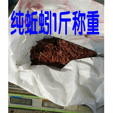 大号蚯蚓钓鱼盒装蚯蚓鱼饵鲫鱼打窝野钓饵料散装鲜活软饵包邮