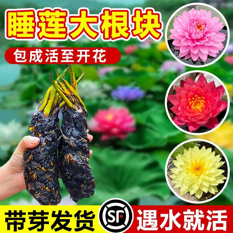 Водяная лилия, гидропонное растение с бутонами, для круглогодичного декоративного цветения, в горшке, водный цветок, аквариум, водный пруд, корень лотоса, блок