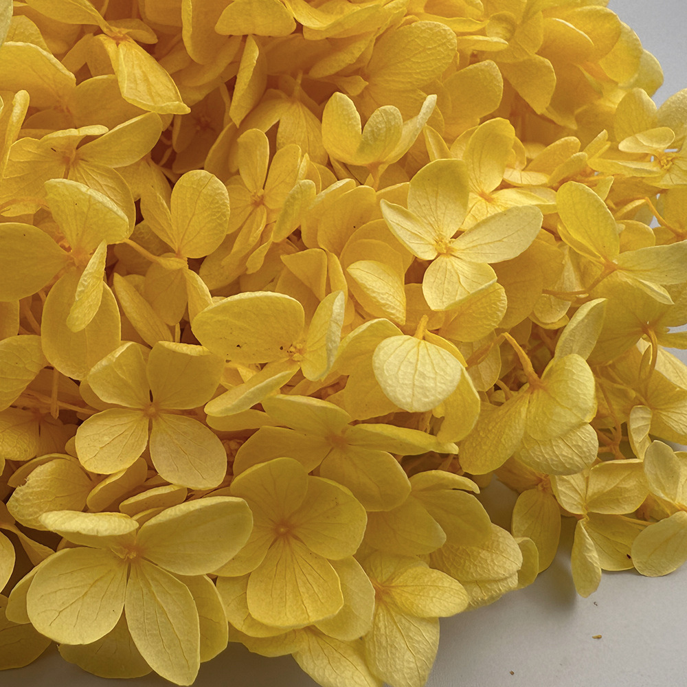 Flores de hortensia preservadas de calidad A+ del fabricante de Yunnan, flores preservadas en caja de 20g.