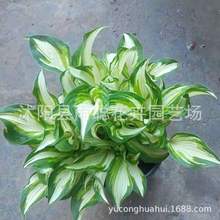 Nͺꎶ񴺰QݻNͥԺ׻