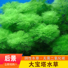 金鱼草水草 金鱼草水草品牌 图片 价格 金鱼草水草批发 阿里巴巴