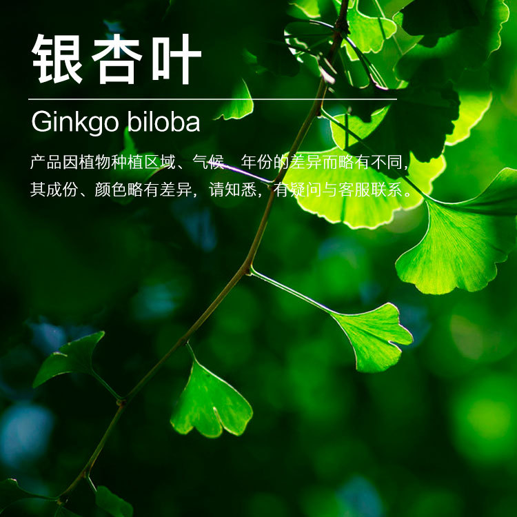 ��Ӧ����Ҷ����  ������ȡ����Ҷ   ����ֲ�ﾫ��������ӭ��ѯ