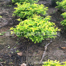 广东普宁大叶黄杨球小叶黄杨球小叶黄杨绿化苗木容器树苗灌木树