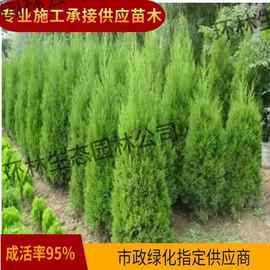蜀桧苗桧柏苗园林灌木公路墓地绿化苗木四季常青耐寒耐旱基地直销