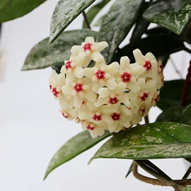 盆栽;园艺工具;花盆容器