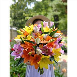 Perfume Lily Bulbs Imported with Buds Four-Season Green Plant Potted Flower Seeds Indoor and Outdoor Balcony Flower Seedlings Large Bulbs