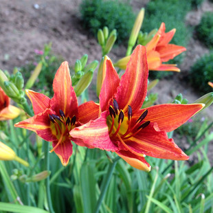 �����ع����̡������N�۸��Nˮ��ֲ�ﳣ�G���С��r��͚gӭ�xُ