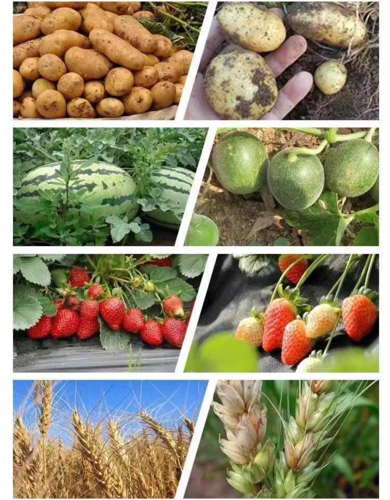 中量元素详情16