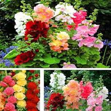 �ذ�������N�����Ի���һ�ɼt�׻��׷N�����̨���첥�N�Ļ��N��