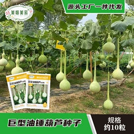 种子;蔬菜种子