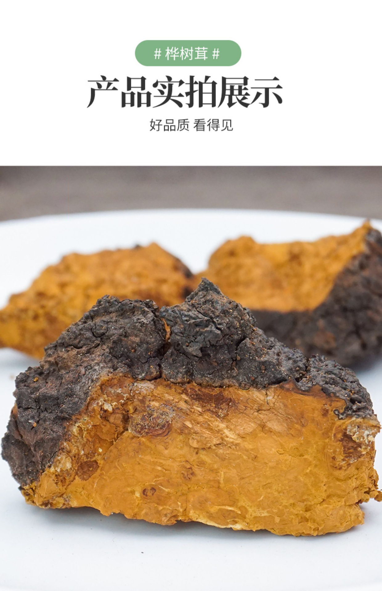 Wild Chaga Mushroom Raw Chunks 40g Long White Mountain Inonotus obliquus Herbal Tea in use