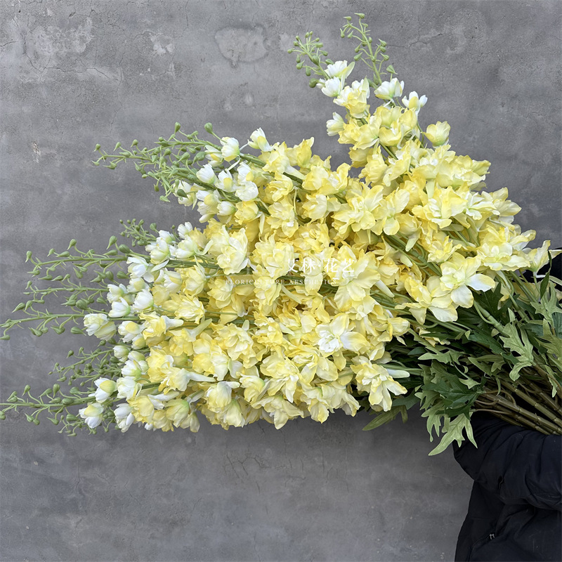 Extra large delphinium