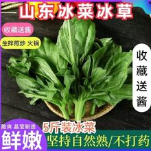山东冰草冰菜沙拉菜新鲜蔬菜冰草生吃现摘现发水晶冰菜1斤3斤5斤