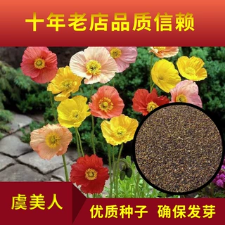 批发观赏虞美人种子 出芽率高花草种子 虞美人景观花卉种子