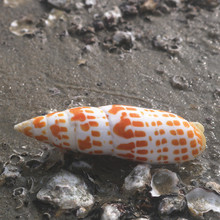 【螺贝艺】天然笔螺锦鲤红笔螺造景鱼缸地台摄影道具贝壳天然海螺