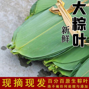 Extra Large Fresh Zongzi Leaves 100 Pieces Natural Wild Zongzi Leaves Non-Dried Zongzi Leaves New Leaves Bamboo Leaves Free Shipping