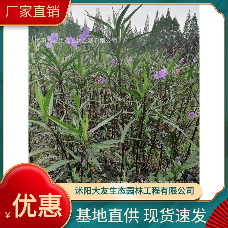 Базовая оптовая продажа саженцев Cuiluli собственного производства с полными сортами ландшафтной инженерии Озеленение саженцев