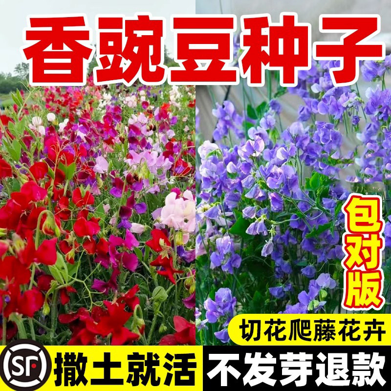 Sweet Pea Seeds Are Easy to Grow in All Seasons, Butterfly Cut Flower Pea Flowers, Balcony Potted Plants, Edible Flower Seeds